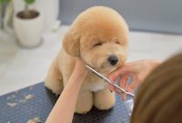 62 dogs that had the makeovers of their lives done by japanese dog groomer – Artofit 62 dogs that had the makeovers of their lives done by japanese dog groomer – Artofit